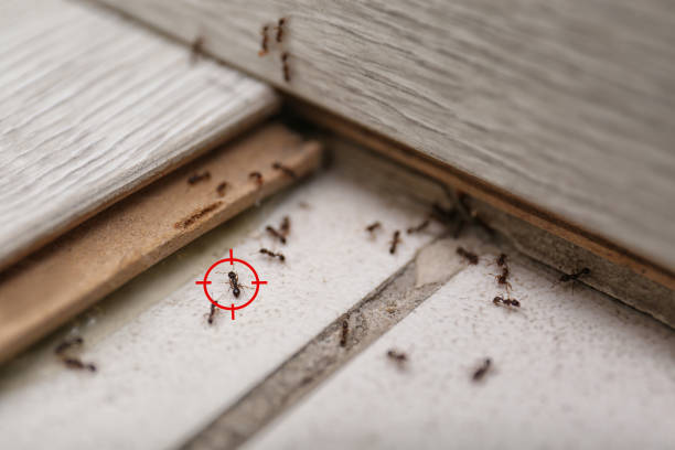 Best Best Pest Control Companies  in Park City, TN